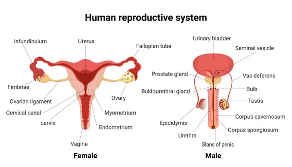 Sistema Reproductor Masculino Femenino Con Partes Principales Etiquetadas Anatomía Del — Vector de stock