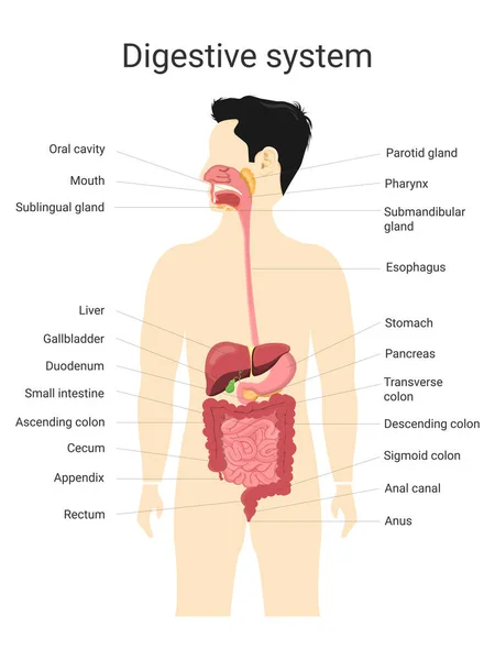 Etiketli insanların sindirim sistemi. İnsan vücudunun anatomisi ve fizyolojisi. Biyoloji ve tıp eğitimi kavramı. Vektör İllüstrasyonu