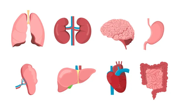 Organos Humanos Dibujos Animados Anatomía Del Cuerpo Corazón Cerebro Hígado — Vector de stock