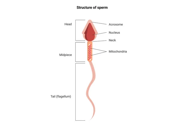 Estructura Del Espermatozoide Con Partes Principales Etiquetadas Anatomía Células Espermáticas — Vector de stock