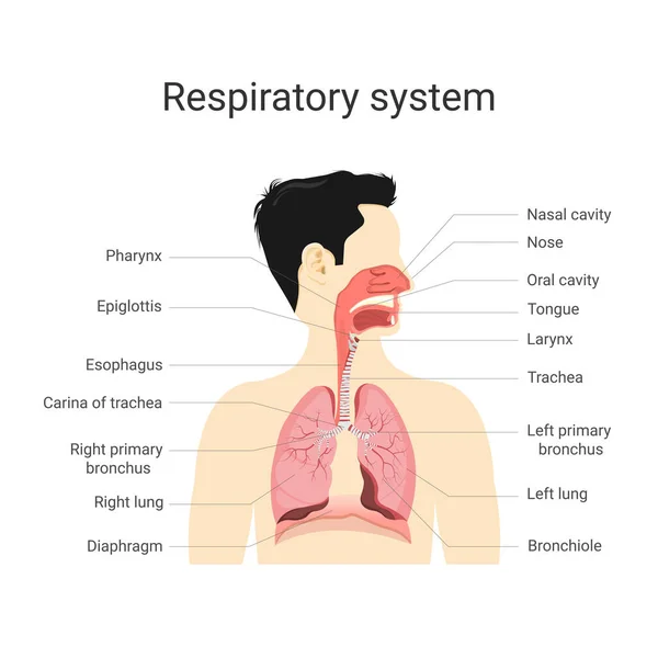 Respiratory System Anatomy Physiology Human Body Biology Education Concept Vector — Stock Vector