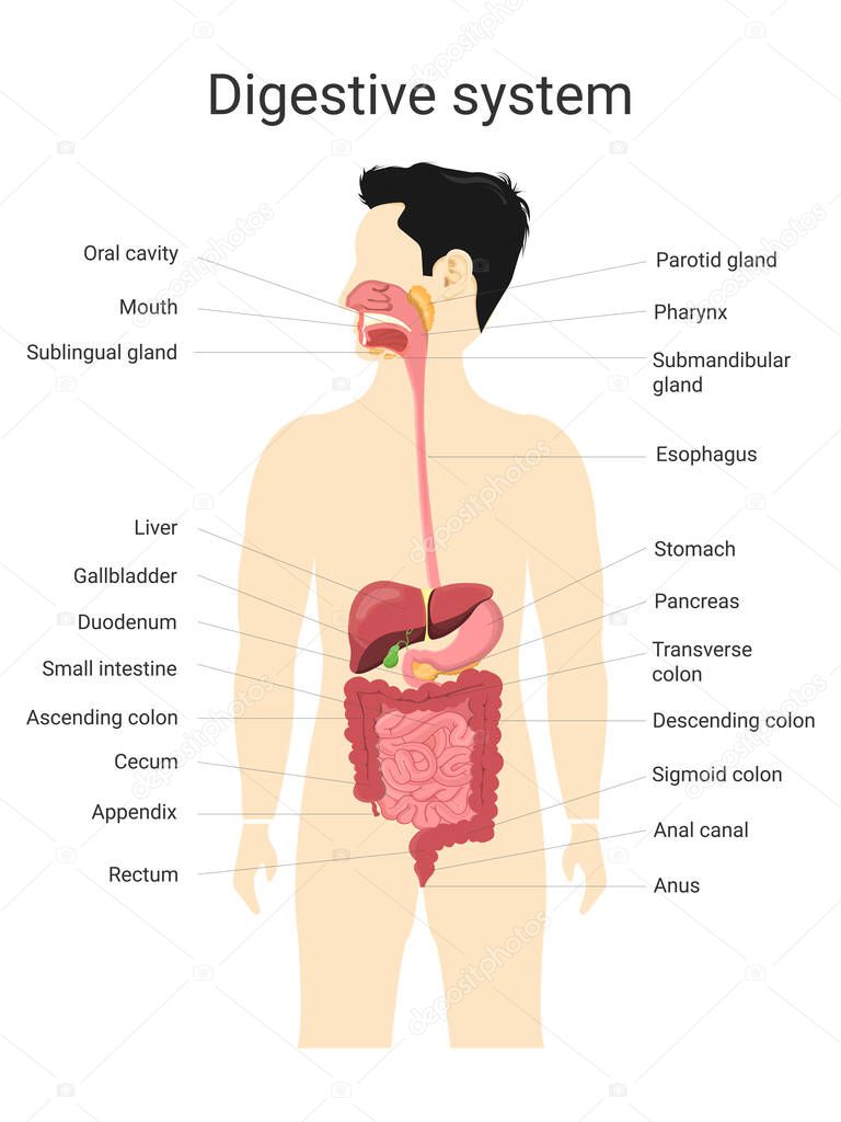 Digestive system of human with  labels. Anatomy and physiology of the human body. Biology  and medical education concept. Vector Illustration