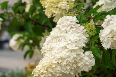 White hydrangea in blooming, snowball tree