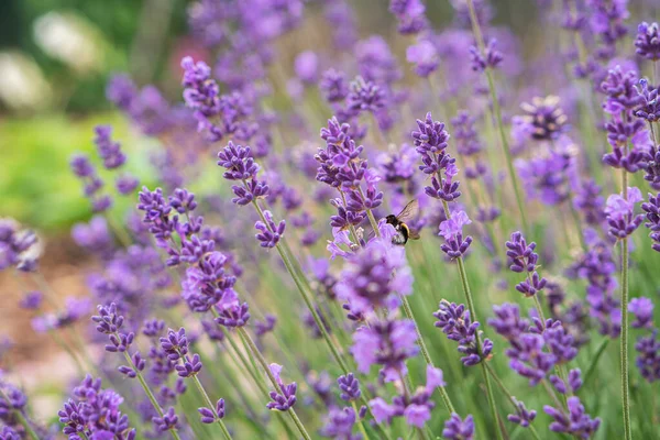 Lavender Background Bumblebee Lavender Flower — Fotografia de Stock