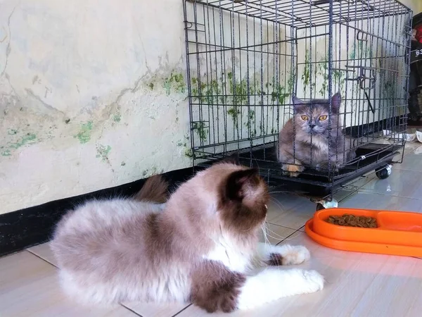 Söt Katt Som Äter Lunch Framför Buren — Stockfoto