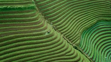 Tarım ve turizm tepelerinin güzel hava manzarası Terasering Panyaweuyan-Majalengka, Endonezya.