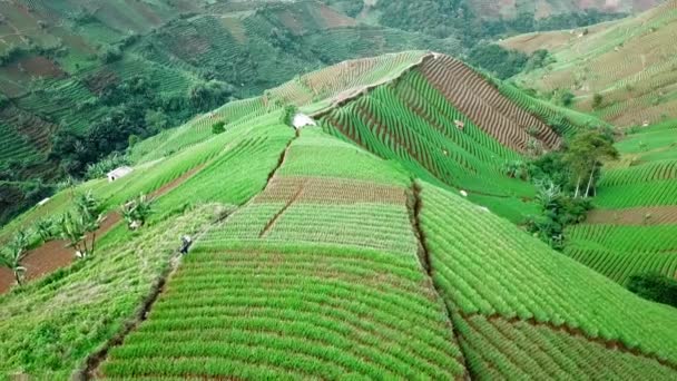 Beautiful Aerial View Agricultural Tourist Hills Terasering Panyaweuyan Majalengka Indonesia — Stockvideo