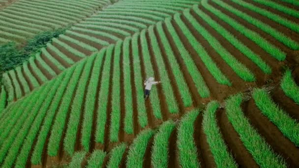 Beautiful Aerial View Agricultural Tourist Hills Terasering Panyaweuyan Majalengka Indonesia – Stock-video