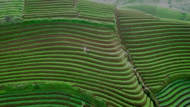 Beautiful Aerial View Agricultural Tourist Hills Terasering Panyaweuyan Majalengka Indonesia — Stock videók
