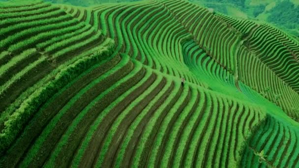 印度尼西亚 Terasering Panyaweuyan Majalengka 农业和旅游山丘美丽的空中景观 — 图库视频影像