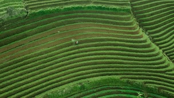 Beautiful Aerial View Agricultural Tourist Hills Terasering Panyaweuyan Majalengka Indonesia — ストック動画