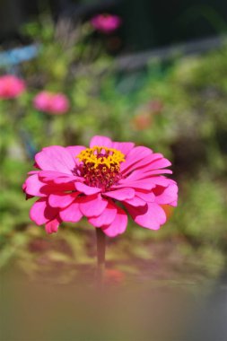 Bahçedeki güzel çiçekler