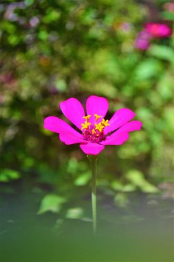 Bahçedeki güzel çiçekler