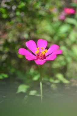 Bahçedeki güzel çiçekler