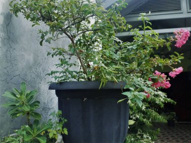 green plants in nature 2