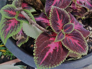 green plants in nature 2