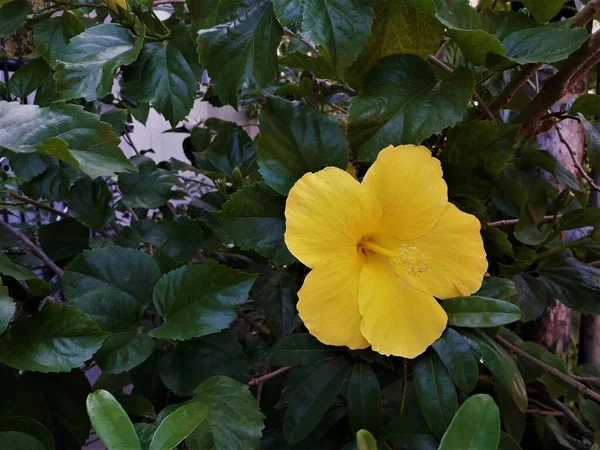 Hermosas Flores Jardín — Foto de Stock