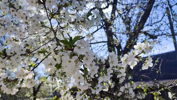 Spring Flowering Cherry Tree Sakura Blossoms White Flowers Green Foliage — Stock Photo, Image