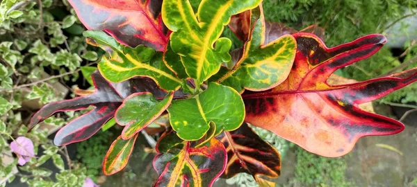 Feuilles Rouges Arbre — Photo