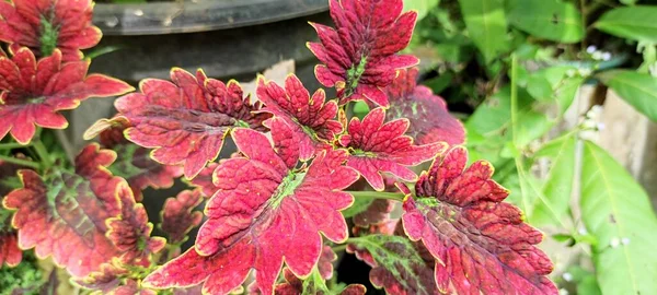 Rode Bladbloemen Die Groeien Tuin Het Regenseizoen — Stockfoto