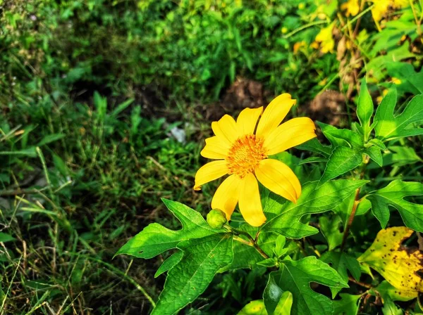 Kipahit Bloemen Zijn Geel Die Gedijt Het Regenseizoen — Stockfoto
