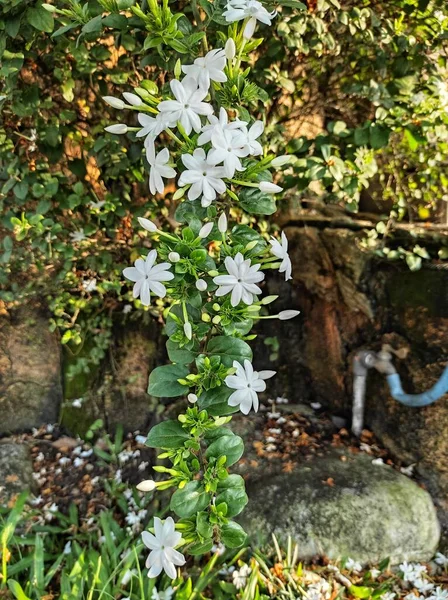 Jasminum Цветы Которые Красиво Свисают Сезон Дождей — стоковое фото