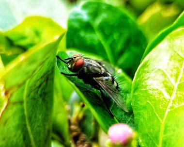 Sıcak bir günde Sianci bitkisinin yapraklarına konan sinekler..