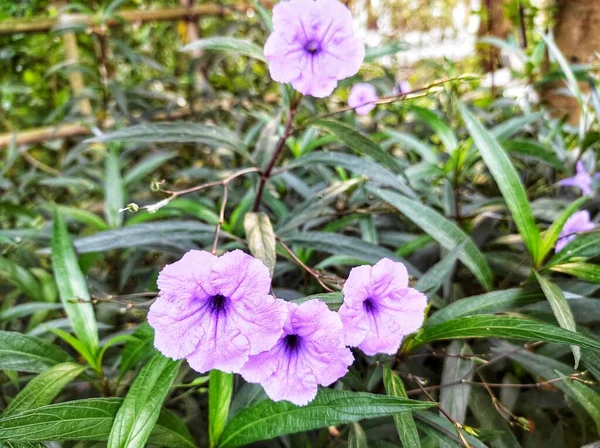 Wild Purple Kencana Which Thrives Dry Season Meadow — Zdjęcie stockowe