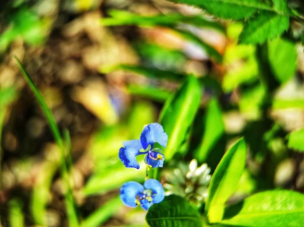 Commelina communis is an annual plant that germinates and blooms throughout the year.  We can find it in meadows and roadsides, although it has extraordinary beauty.