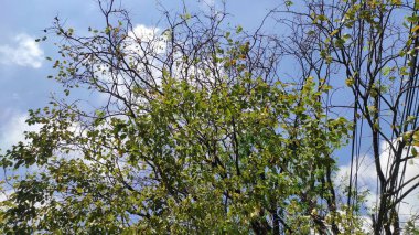 Kurak mevsimde yaprakları dökülen dallar ve dallar.