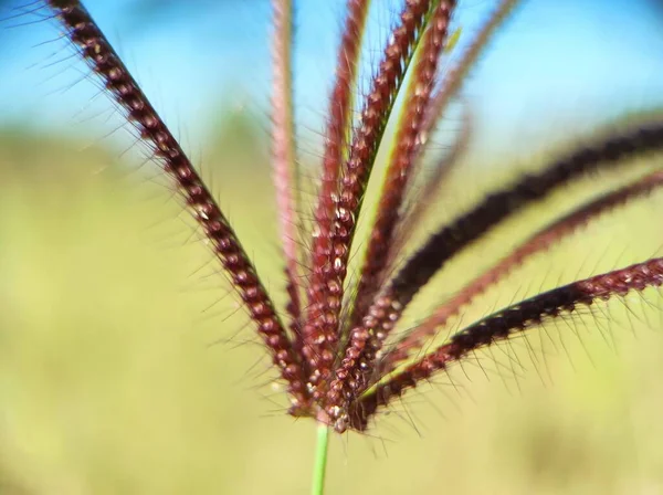 Chloris Virgata Grass Thrives Wide Meadow Rainy Season — Stockfoto