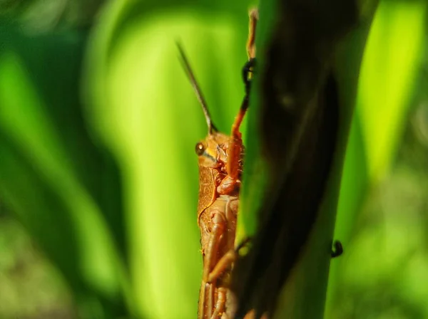 Brown Grasshopper Hiding Tree Branches Day Rainy Season — 图库照片