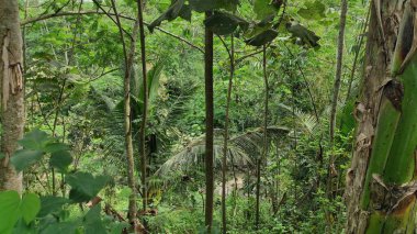 Malang, doğu java, Endonezya - 17 Temmuz 2022: Doğu Java, Endonezya 'da bulunan tropikal orman..