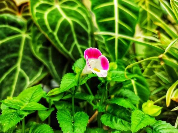 Wunderschöne Torenia Blumen Die Während Der Trockenzeit Auf Dem Hof — Stockfoto