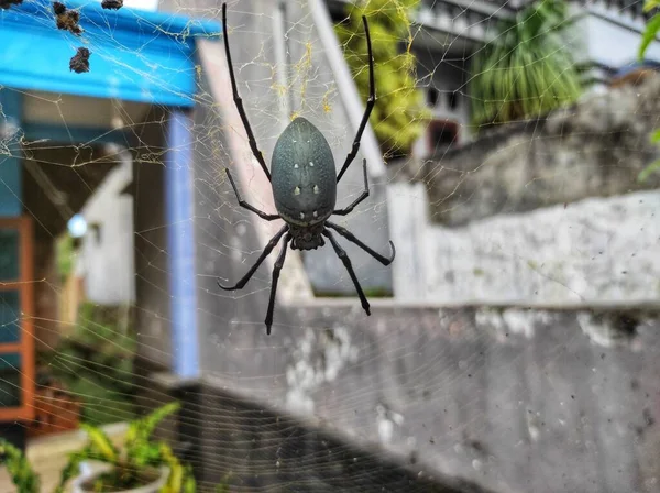 Trichonephila Edulis Spider Which Makes Web Houses Looks Beautiful Unique — Stockfoto