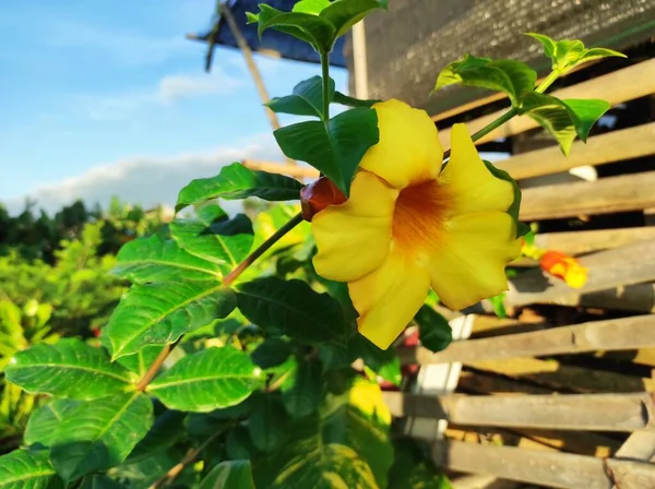 Allamanda Blüten Sind Wunderschöne Zierpflanzen Die Der Trockenzeit Asien Wachsen — Stockfoto
