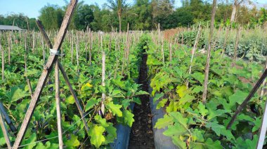 taze, organik sebzeler, tarlada bitki, tarım, büyüme, tarım, hasat, tarım