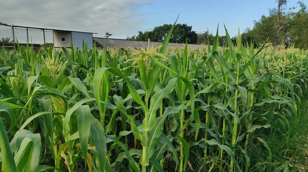 Young corn plants, in a corn field, which begins to bear fruit, during the dry season, in East Java, Indonesia.