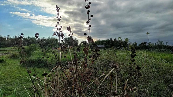 Beautiful Natural Scenery Just Rain Empty Field — стоковое фото