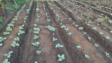 Broccoli vegetable seeds, which are starting to grow healthy, on villagers' farmland, in the dry season.