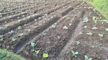 Broccoli vegetable seeds, which are starting to grow healthy, on villagers' farmland, in the dry season.