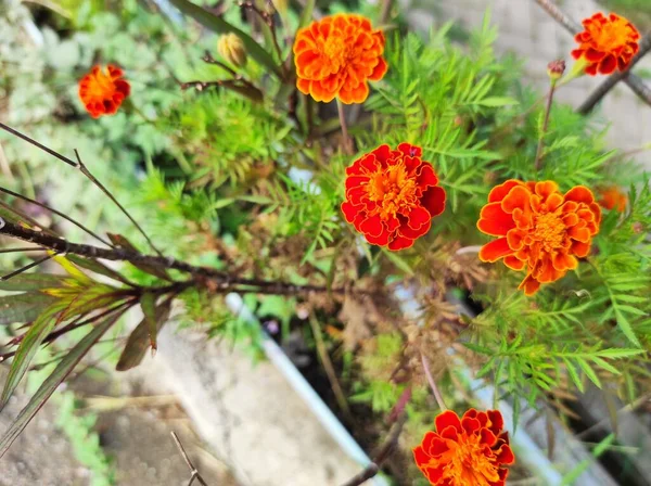 Marigold Flowers Bloom Beautifully Yard Dry Season Refresh View — Zdjęcie stockowe