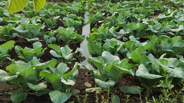 Broccoli or cauliflower vegetable seeds, which thrive and are healthy, on farmland.