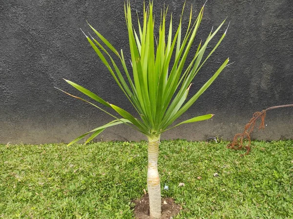 Dracaena Marginata Tricolor Hence Name Ornamental Plant Long Tapered Leaves — Stockfoto