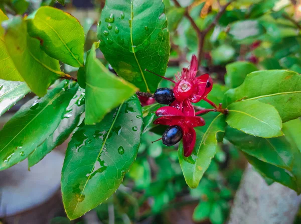 Mickey Mouse Plant Ochna Kirkii Swollen Bright Red Petals Somewhat — Stok Foto