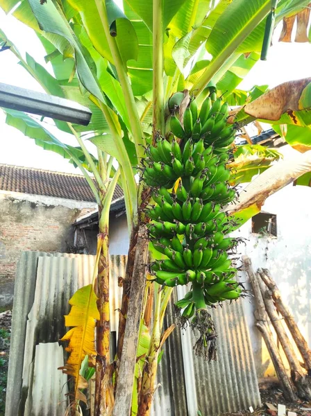 a banana tree with a bunch of unripe bananas.