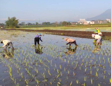 Malang, East Java, August 18, 2022: Farmers start planting rice, in the morning, just before the rainy season.