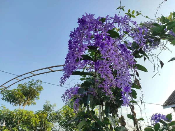 Petrea Volubilis Grapes Sandpaper Wreaths Purple Wreaths Queen Petrea Kohautiana — Stok Foto