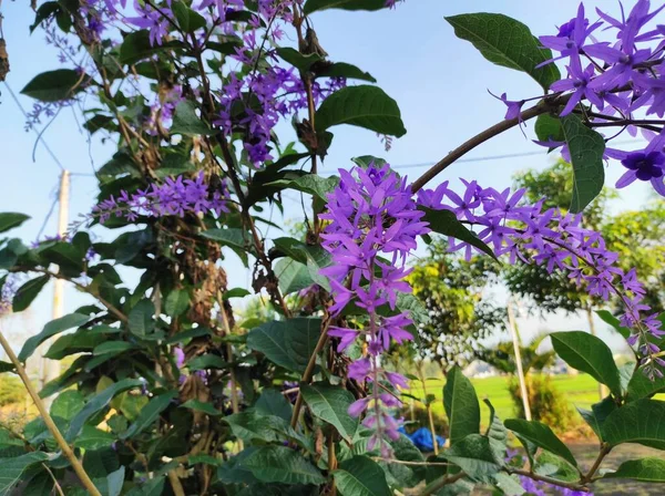 Petrea Volubilis Grapes Sandpaper Wreaths Purple Wreaths Queen Petrea Kohautiana — Fotografia de Stock