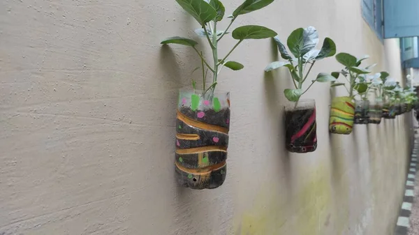 The idea of how to grow vegetables, in used plastic bottles, which is pasted on the wall when there is no land.